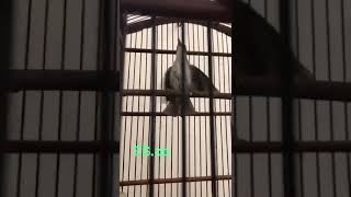 Download Lagu OPIOR PARUH TEBAL!!!!.. burung mewah yg sering terabaikan.. MP3