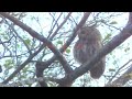 # owl watching his prey # beautiful bird of prey # sharp eye Matthews