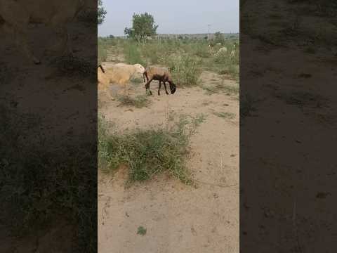تزاوج الأغنام الأصلية Village Sheep Mating Season Animals 