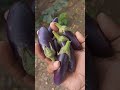 Harvesting of Organic Brinjals #garden #kitchengardening #gardening #organicgardening #brinjal