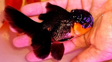 CÁ BA ĐUÔI ĐẦU LÂN Oranda, ranchu, pingpong, ryukin