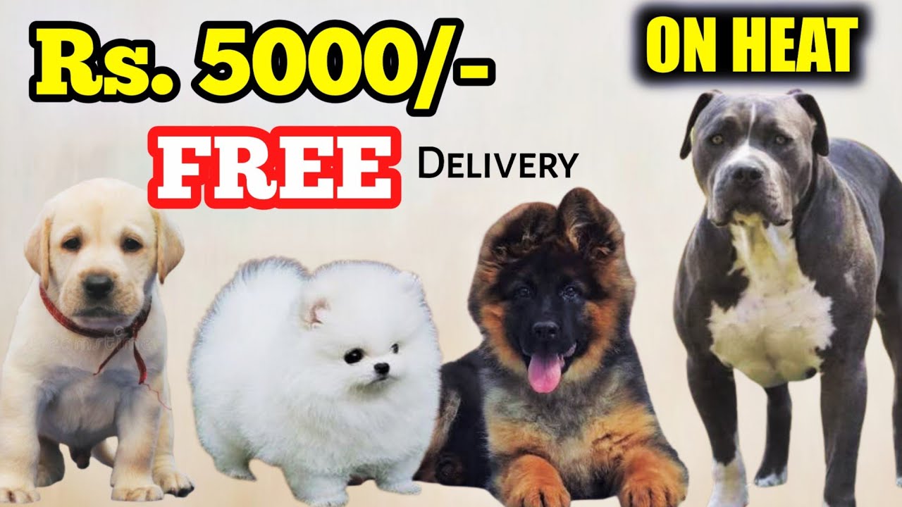 सपने में भी नहीं सोचा था Rs.5000 only | German shepherd | Culture toy | Xl american bully | labrador