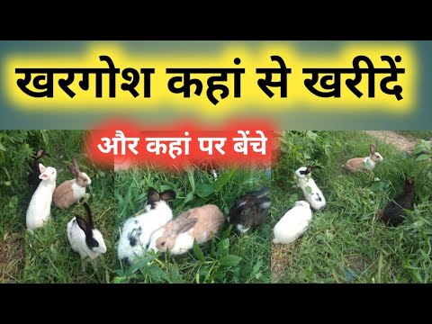 वीडियो: खरगोश कहाँ से है?