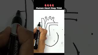 how to draw human heart easy tricks #drawheart #shorts #study