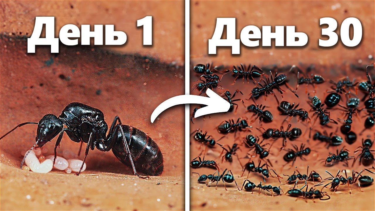 Моделирование Муравьиной Колонии В Течение 30 Дней