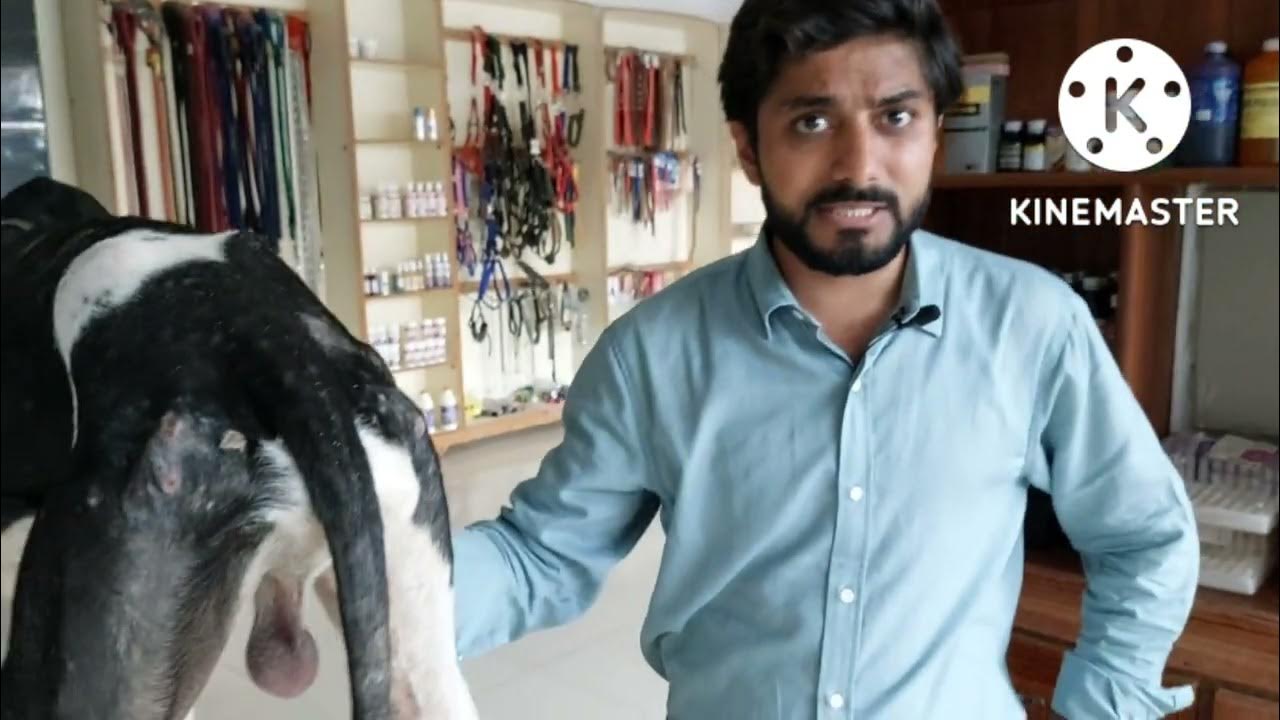 Dr. Masood's Guide To Treat Skin Eczema, Atopy, And Dermatitis In Dogs