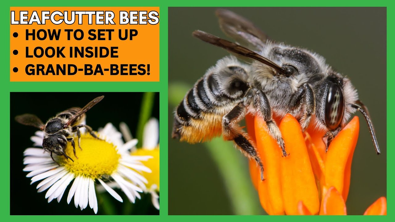 Grand-ba-BEES: How Warm Summers Trigger a Second Generation of Leafcutter Bees