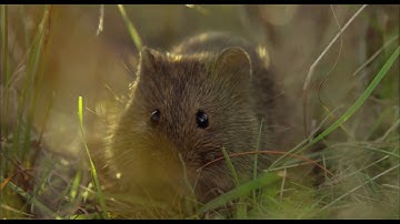 自然の雄大さに圧倒される！『アース:アメイジング・デイ』予告編