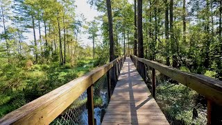 Destination Gulf Coast - Alligator Alley