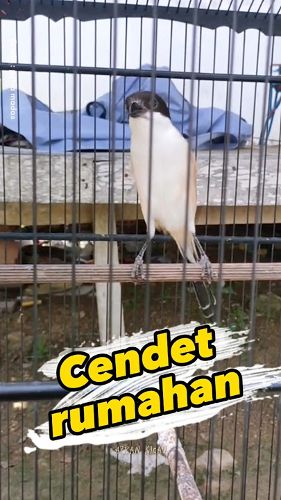 Cendet rumahan #cendet