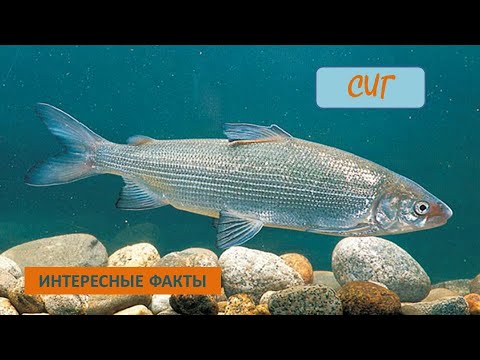 СИГ🐟/Рыбы/Животные/Интересные факты