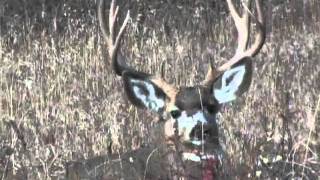 Monster Mulies