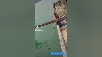 thả lưới cá đục dính phải đàn