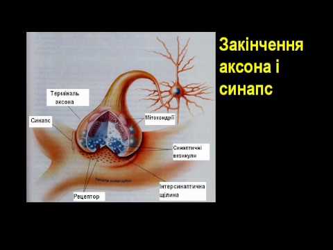 Композиція нервової системи