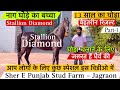 देखिए Sher E Punjab Stud Farm का घोड़ा Stallion Diamond और उसके बेहतरीन रिजल्ट ! (8054730069)