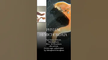 PHYLUM HEMICHORDATA #shorts #biology