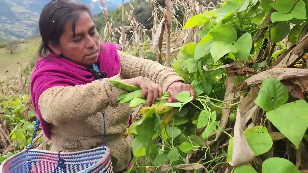 ✅️😃Hoy fui con mi hija a checar nuestra mazorca 