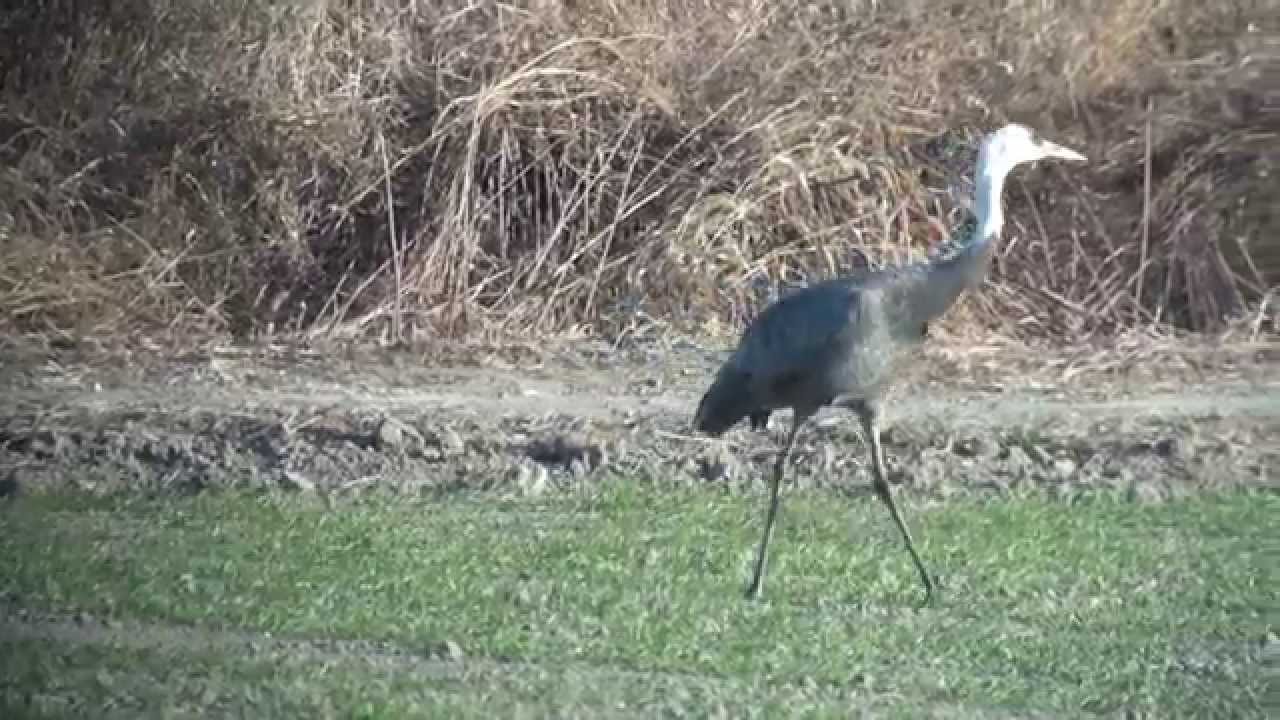 野鳥撮影・ ナベヅルの舞 Hooded crane 