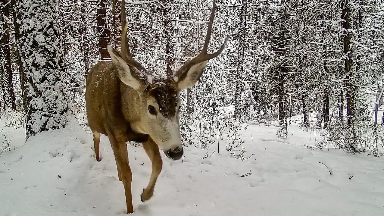 Mule Deer foraging in the bitter cold YouTube