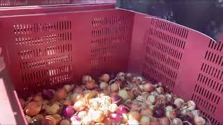 Onion Sorting with DUAL AI 1 screenshot 1