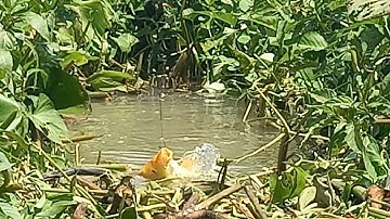 câu cá sông tự nhiên trúng chỗ giật sướng tay