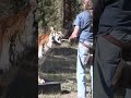 Don&#39;t try this at home kids 🫣 #ytshorts #shorts #animals #tiger #bigcat #stunt