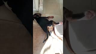 Tipped Over Dog's Relaxing Moment on the Floor