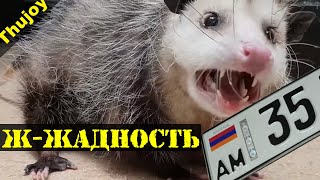 Сказка про ЖАДНОСТЬ (и Армянский учёт)