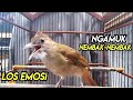 Download Lagu Pancingan Kapas tembak tercepat ‼️Auto langsung gacor