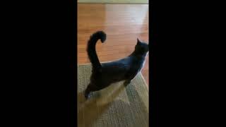 Feeding Korat Cat a shrimp by Talia the Korat's Corner 257 views 1 year ago 1 minute, 15 seconds