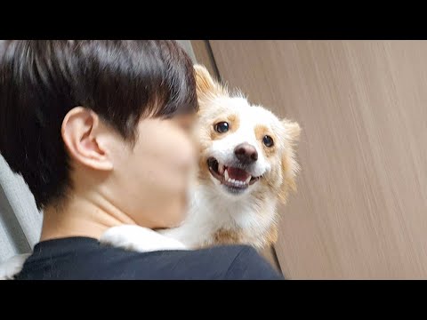 안겨있을 때가 가장 행복한 강아지