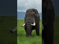 #elefante #animal #animals #viral #curiosidades #videoviral