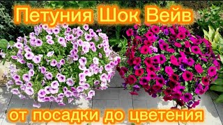 Петуния Шок Вейв.От посадки до цветения.