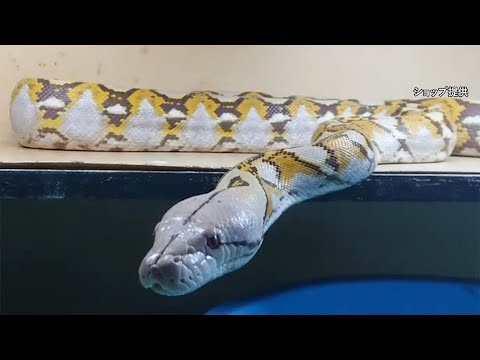 新着 動画 朝日新聞デジタル