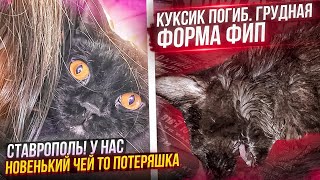 Искала Черри, а забрала другого кота. Куксик задохнулся от грудной формы ФИП. Кормим собак.