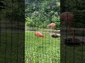 Caribbean Flamingoes - Columbus Zoo #flamingo #flamingoes #columbuszoo #birds #birdshorts #shorts