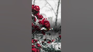 #القرآن #القرآن_الكريم #قران_كريم #قرآن #راحة_نفسية #ارح_سمعك #القارئ_احمد_إشكال #اكتب_شي_تؤجر_عليه
