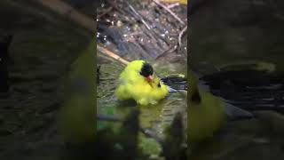  American Goldfinch Birds Life Singing, Chirping, Playing #wildlife #4k #shorts #birds #birding