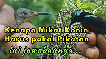 cara saya memikat burung kolibri ninja