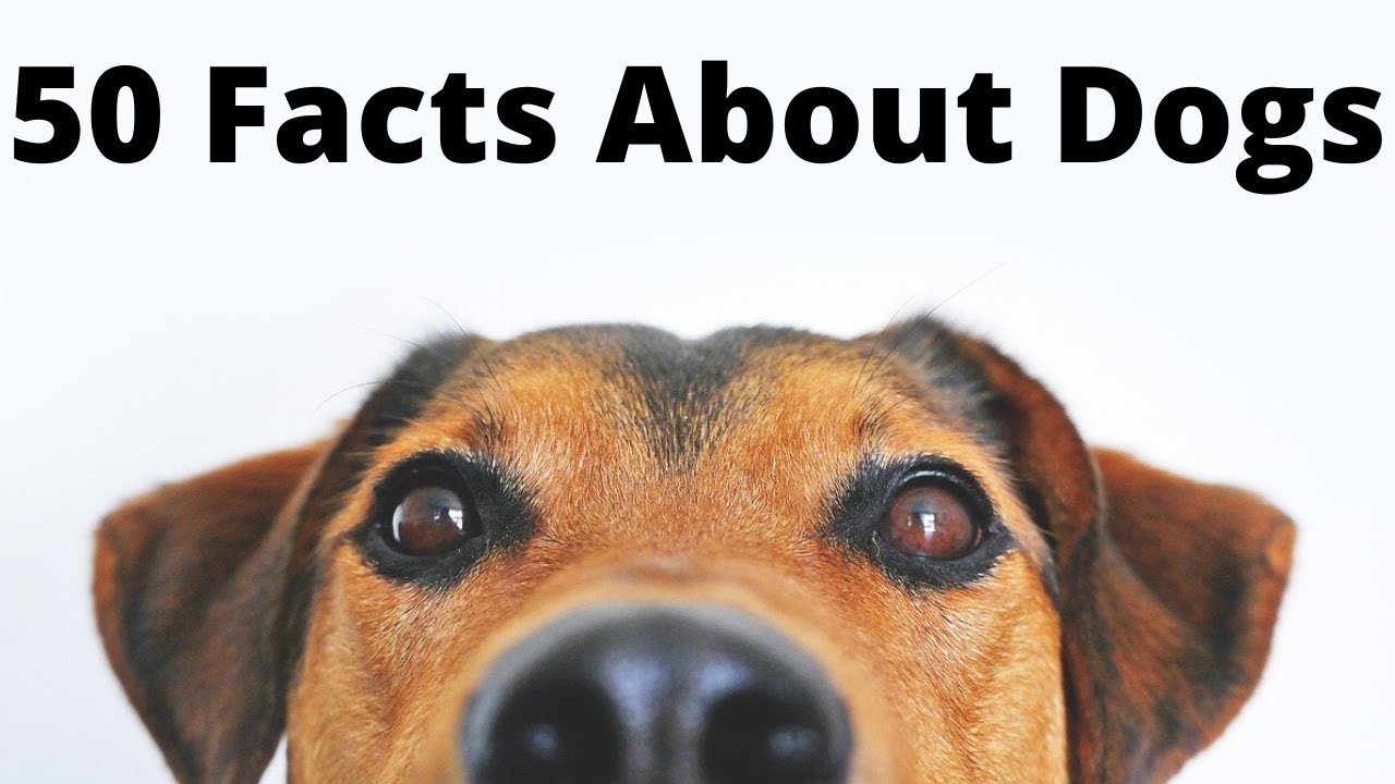 50 Facts About Dogs ( Just Like Human Fingerprints, Dogs Have Unique