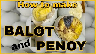 BALOT, PENOY | BALUT MAKING | HOW TO MAKE BALUT | FERTILIZED EGG EMBRYO