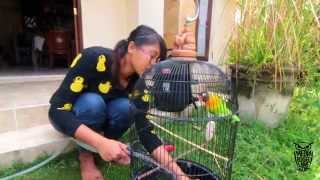 Cewe Mandi Pagi Bareng Lovebird Sniper
