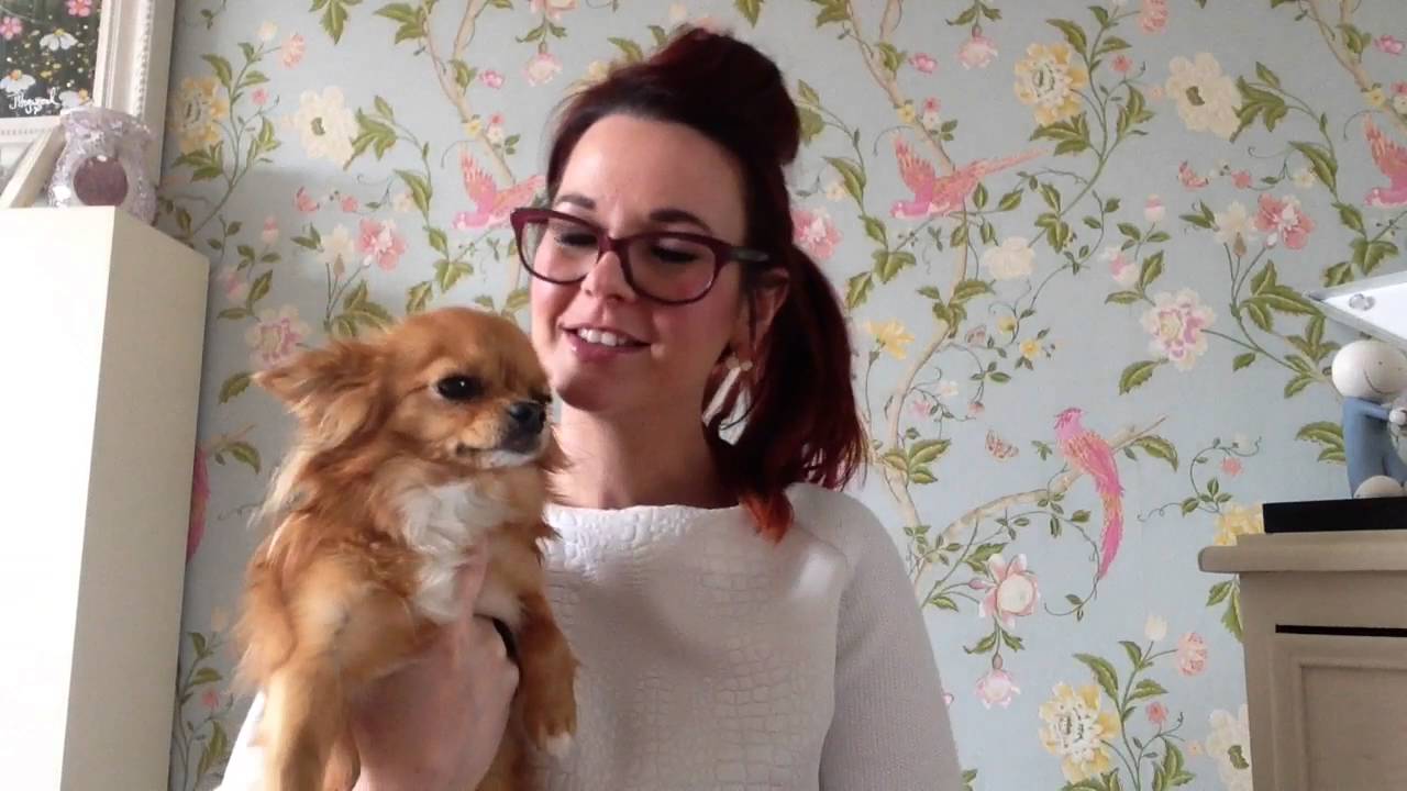 Review And Meet My Long Haired Dog Chihuahua Florence Fluffles