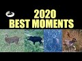 Wild boar hunting red deers and roebucks -  best moments 2020 compilation