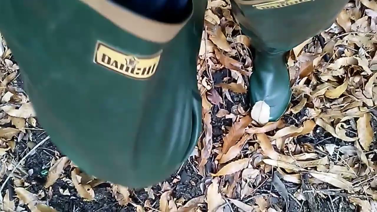 DAIICHI（DAIICHI Gum）fishing waders（crotch boots）第一ゴム👢釣り用ウエーダー（クロッチラバーブーツ）Last day of February 2月の最終日