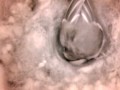 Birdcam_2010-04-23_17-10-20.avi
