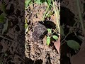 Transplanting Tomatoes