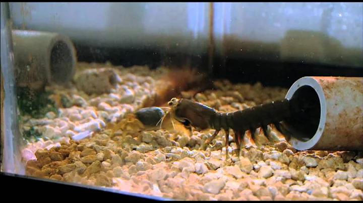 Ninja Shrimp - Sheila Patek describes how to handle Mantis Shrimps - Don't!