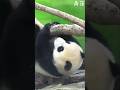 樹懶小圓寶 #zoo #taipeizoo