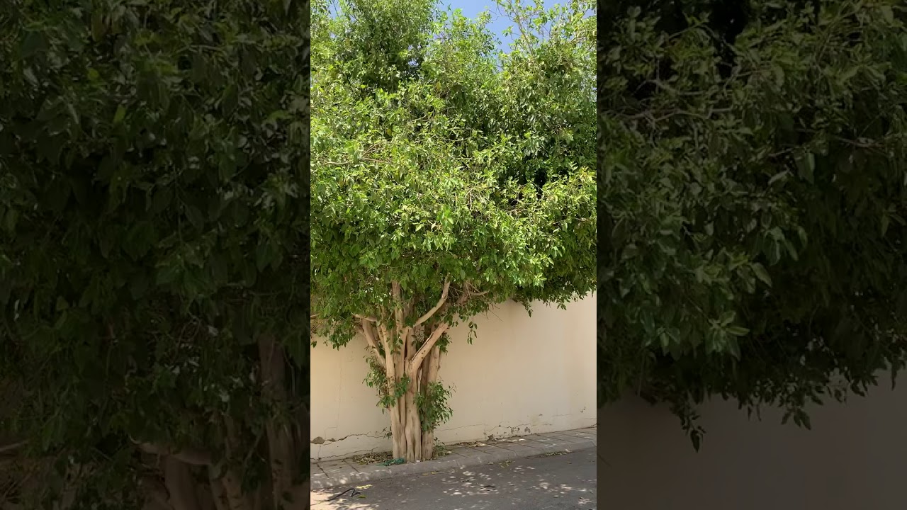 شجرة الفيكس الامريكي من الأشجار الناجحة المتحملة وظلها ظليل Youtube